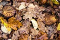 Abstract natural background old brown yellow autumn leaves Colorful bright vivid vibrant foliage autumn park Fall leaves backgroun Royalty Free Stock Photo