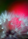 abstract natural pappus of the dandelion with drops