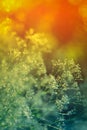 Abstract natural background in red-green tones. Natural gradient red-green. Blurry natural background Royalty Free Stock Photo