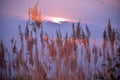 Abstract natural background, reeds with the evening sky