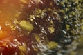 Abstract natural background with selective focus on a leaf. Bushes with beautiful dynamic blur and light flare