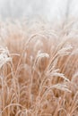 Abstract natural background of soft plants Cortaderia selloana. Frosted pampas grass on a blurry bokeh, Dry reeds boho Royalty Free Stock Photo