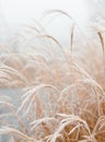 Abstract natural background of soft plants Cortaderia selloana. Frosted pampas grass on a blurry bokeh, Dry reeds boho Royalty Free Stock Photo