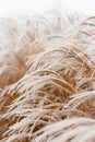 Abstract natural background of soft plants Cortaderia selloana. Frosted pampas grass on a blurry bokeh, Dry reeds boho Royalty Free Stock Photo