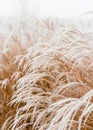 Abstract natural background of soft plants Cortaderia selloana. Frosted pampas grass on a blurry bokeh, Dry reeds boho Royalty Free Stock Photo