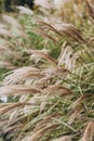 Abstract natural background of soft plants Cortaderia selloana. Frosted pampas grass on a blurry bokeh, Dry reeds boho Royalty Free Stock Photo