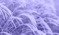 Abstract natural background of soft plants Cortaderia selloana. Frosted pampas grass on a blurry bokeh, Dry reeds boho