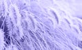 Abstract natural background of soft plants Cortaderia selloana. Frosted pampas grass on a blurry bokeh, Dry reeds boho