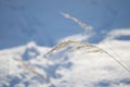 Abstract natural background of soft plants Cortaderia selloana. Frosted pampas grass on a blurry bokeh, Dry reeds boho Royalty Free Stock Photo