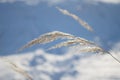 Abstract natural background of soft plants Cortaderia selloana. Frosted pampas grass on a blurry bokeh, Dry reeds boho Royalty Free Stock Photo