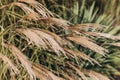 Abstract natural background of soft plants Cortaderia selloana. Frosted pampas grass on a blurry bokeh, Dry reeds boho Royalty Free Stock Photo