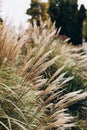 Abstract natural background of soft plants Cortaderia selloana. Frosted pampas grass on a blurry bokeh, Dry reeds boho Royalty Free Stock Photo