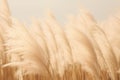 Abstract natural background of soft plants Cortaderia selloana. Pampas grass on a blurry bokeh, Dry reeds boho style