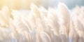 An Abstract Natural Background With Soft Plants Resembling Cortaderia Selloana Swaying In The Wind C