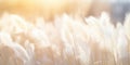 An Abstract Natural Background With Soft Plants Resembling Cortaderia Selloana Swaying In The Wind C