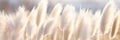 An Abstract Natural Background With Soft Plants Resembling Cortaderia Selloana Swaying In The Wind C