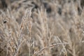 Abstract natural background of soft wild brown plants. Pampas grass on blur bokeh, Dry reeds boho style. Fluffy stems of Royalty Free Stock Photo