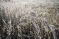 Abstract natural background of soft wild brown plants. Pampas grass on blur bokeh, Dry reeds boho style. Fluffy stems of Royalty Free Stock Photo