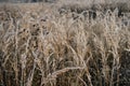 Abstract natural background of soft wild brown plants. Pampas grass on blur bokeh, Dry reeds boho style. Fluffy stems of Royalty Free Stock Photo