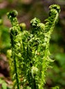 Abstract natural background. In the spring woods forest. Young Black Fern Matteuccia struthiopteris.