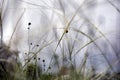 Abstract natural background with Stipa pennata, common name European feather grass