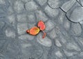 abstract natural background stone ladybug and small leaves Royalty Free Stock Photo