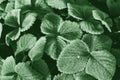 Abstract natural background. Strawberry leaves are covered with hoarfrost in the first autumn frosts. Green leaves of plants Royalty Free Stock Photo