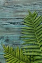 Abstract natural background. Two green leaves of fern lie on a blue watered wooden background. Royalty Free Stock Photo