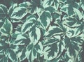 Abstract natural background. Variegated flower leaves