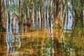 Willows grow out of water. Tree trunks are reflected in the water