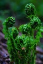 Abstract natural background. In the spring woods forest. Young Black Fern Matteuccia struthiopteris.