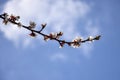 Abstract Natural Backgrounds With Blossom Delicate Apricot Flowers. Early Spring. Apricot`s Blooming branch in the garden. Close- Royalty Free Stock Photo