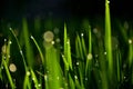 Abstract natural backgrounds with close up green grass Royalty Free Stock Photo