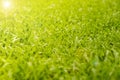 Abstract natural backgrounds grass Royalty Free Stock Photo