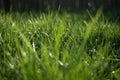 Abstract natural backgrounds with green grass and beauty bokeh Royalty Free Stock Photo