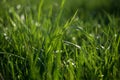 Abstract natural backgrounds with green grass and beauty bokeh Royalty Free Stock Photo