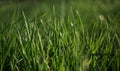Abstract natural backgrounds with green grass and beauty bokeh Royalty Free Stock Photo