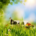 Abstract natural backgrounds with green grass Royalty Free Stock Photo