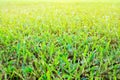 Abstract natural backgrounds green grass Royalty Free Stock Photo