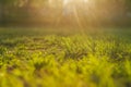 Abstract natural backgrounds, green grass in sunset light. Royalty Free Stock Photo