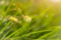 Abstract natural blur backgrounds grass. Royalty Free Stock Photo