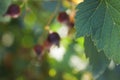 Abstract natural blur summer background. Sprig of currant berries