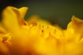 Abstract natural color background image. Petals of a yellow flower close-up, macro photo. Royalty Free Stock Photo