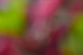 Abstract natural defocused background