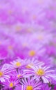 Abstract natural floral background.  Purple flowers in soft focus and blurred in vintage style for background, wallpaper or cover Royalty Free Stock Photo