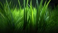 Abstract natural green beautiful grass. Grass fresh green