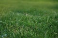 Abstract Natural Green Grass Backgrounds in Forest Park Outdoor Natural Royalty Free Stock Photo