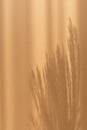 Abstract natural pampas grass shadows on beige background. Minimal floral silhouette composition for design and decoration