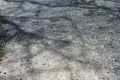 Abstract natural pattern of big tree branches shadow on light grey hard gravel concrete surface background floor on sunny day