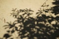 Abstract natural pattern of big tree shadow on light brown soft sand surface road of temple ground with dried leaves